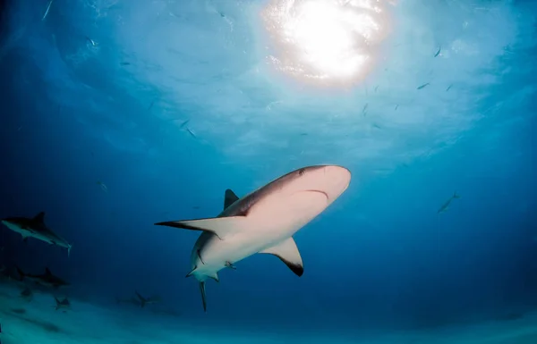 Tiburón arrecife del Caribe en las Bahamas — Foto de Stock