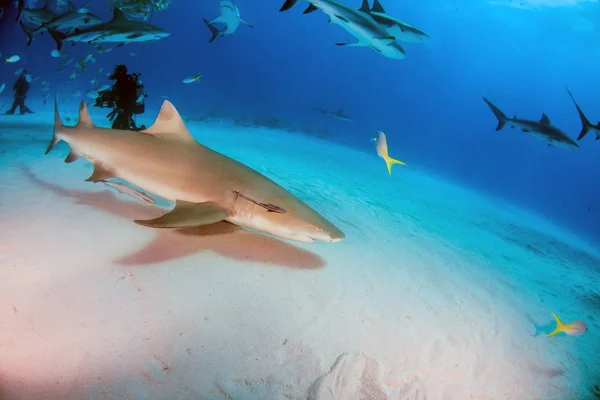 Tiburón limón en las Bahamas —  Fotos de Stock