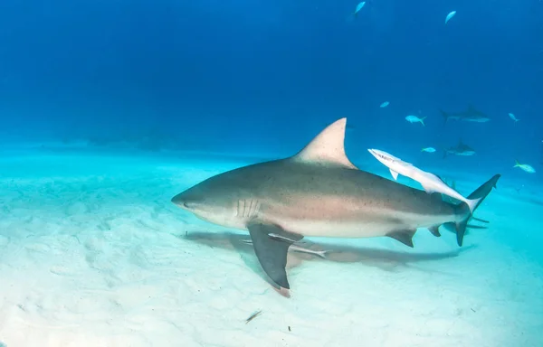 Tiburón toro en las Bahamas —  Fotos de Stock