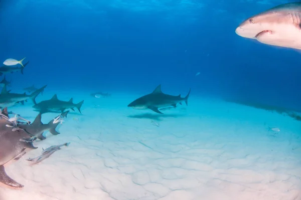 Tubarão touro nas Bahamas — Fotografia de Stock