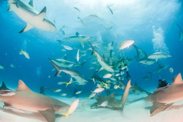 Лимонна акула і рифова акула на Багамських островах. — стокове фото