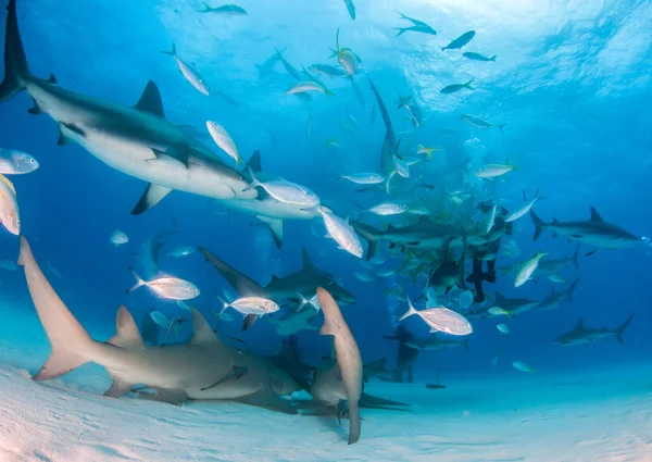 Καρχαρίες λεμονιών και υφάλων της Καραϊβικής στις Μπαχάμες — Φωτογραφία Αρχείου