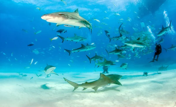 Лимонна акула і рифова акула на Багамських островах. — стокове фото