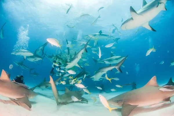 Tubarão-limão e tubarões-coral das Caraíbas nas Bahamas — Fotografia de Stock