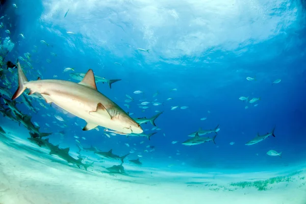 在巴哈马的加勒比珊瑚礁鲨鱼 — 图库照片