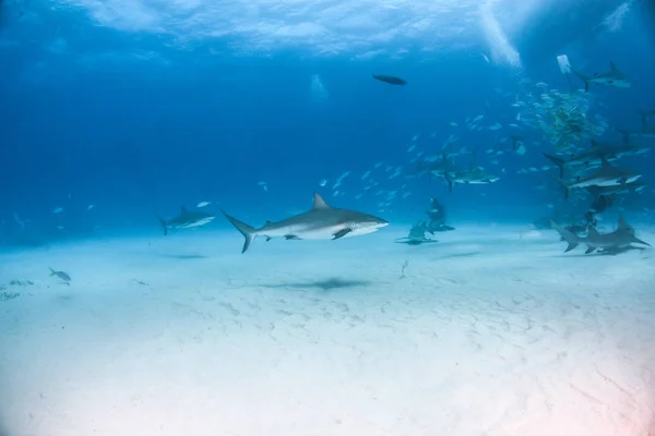 バハマのカリブ海のリーフシャークとレモンシャーク — ストック写真