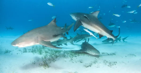 Tiburón arrecife caribeño y tiburón limón en las Bahamas —  Fotos de Stock