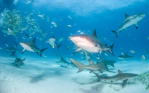 Tubarão-recife caribenho e tubarão-limão nas Bahamas — Fotografia de Stock