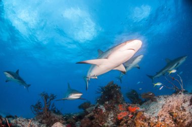 Bahamalar, Karayipler resif köpek balığı