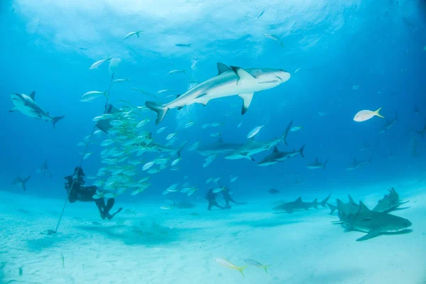 Карибська рифова акула в Багамських островів — стокове фото