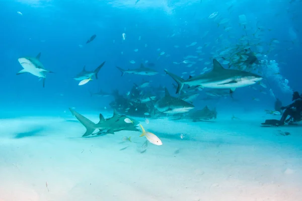 Caribbean reef shark at the Bahamas — Stock Photo, Image