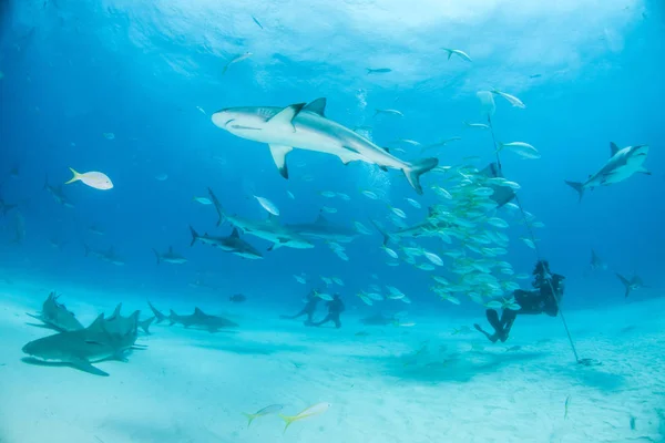 Caribbean reef shark at the Bahamas — Stock Photo, Image