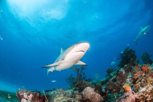 Καραϊβικής reef καρχαρίας στις Μπαχάμες — Φωτογραφία Αρχείου