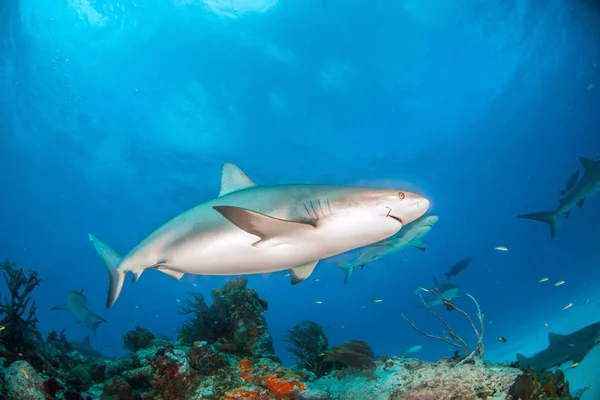 Καραϊβικής reef καρχαρίας στις Μπαχάμες — Φωτογραφία Αρχείου