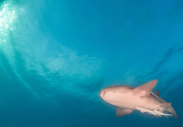 Tiburón enfermero en las Bahamas —  Fotos de Stock