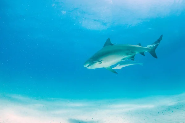 Tubarão touro nas Bahamas — Fotografia de Stock