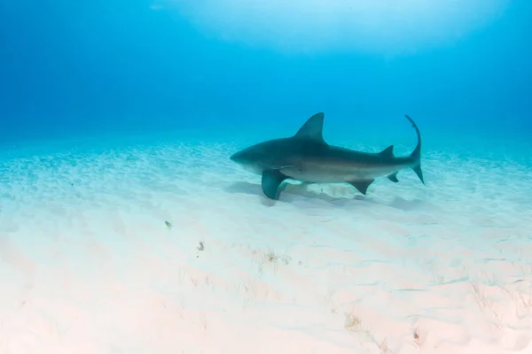 Tiburón toro en las Bahamas — Foto de Stock