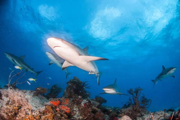 Caribbean reef shark, Bahama-szigetek — Stock Fotó