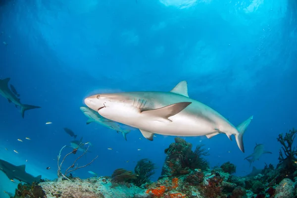 Caribbean reef shark, Bahama-szigetek — Stock Fotó