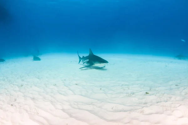 Bull shark at the Bahamas — Stock Photo, Image