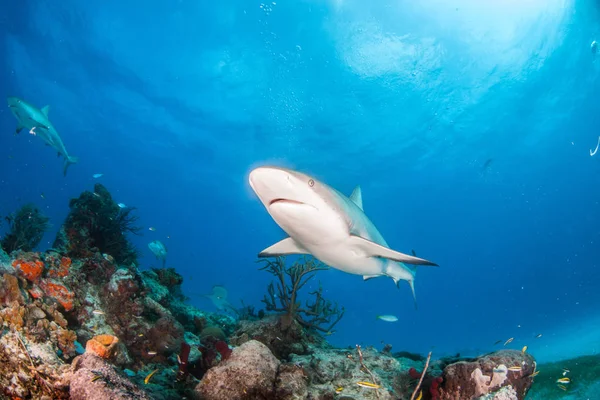 Карибская рифовая акула на Багамах — стоковое фото