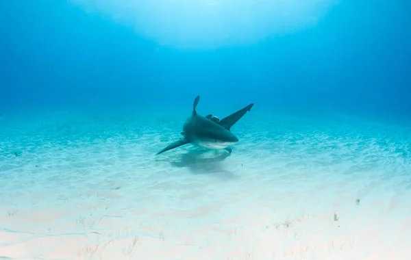 Bull shark at the Bahamas