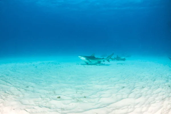 バハマの雄サメ — ストック写真
