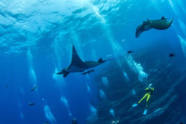 Manta Ray Islas Revillagigedos, Meksika