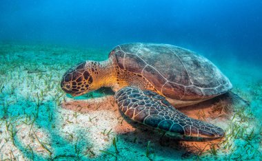 Türkiye 'nin Kas kentinde Kaplumbağa
