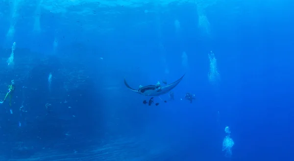 Manta Ray in Islas Revillagigedos, Mexico — Stockfoto