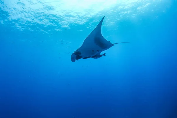 Manta Ray em Islas Revillagigedos, México — Fotografia de Stock