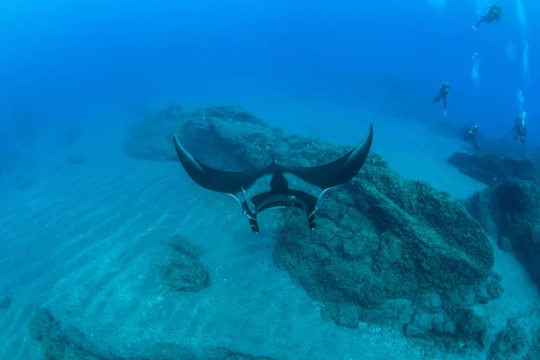Manta Ray en Islas Revillagigedos, México — Foto de Stock