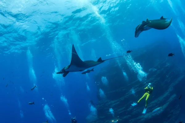 Manta Ray Islas Revillagigedos, Mexikó — Stock Fotó