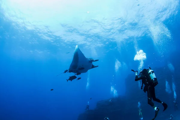 Manta Ray Islas Revillagigedos, Meksika