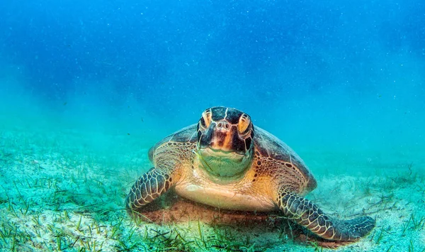 土耳其卡斯的海龟 — 图库照片