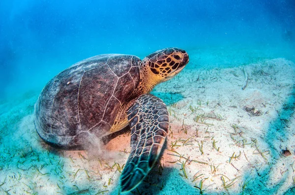 Tortuga en Kas, Turquía — Foto de Stock