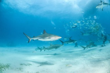 Bahamalar, Karayipler resif köpek balığı