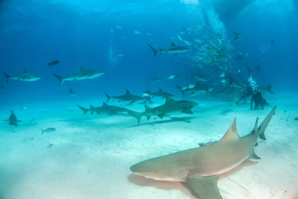 Lemon shark Stock Photos, Royalty Free Lemon shark Images | Depositphotos