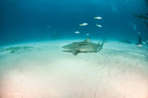 バハマでレモン サメ — ストック写真