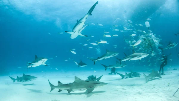 Καρχαρίας ύφαλος της Καραϊβικής και καρχαρίας λεμονιού στις Μπαχάμες — Φωτογραφία Αρχείου