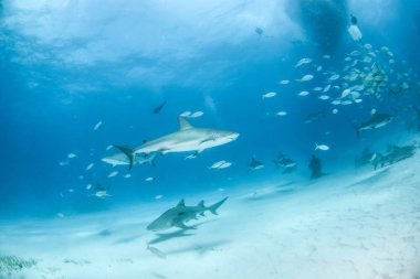 Bahamalar 'da Karayip resif köpekbalığı ve limon köpekbalığı
