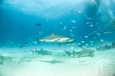 Bahamalar 'da Karayip resif köpekbalığı ve limon köpekbalığı