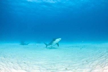 Bahamalar 'da boğa köpekbalığı