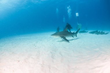 Bahamalar 'da boğa köpekbalığı