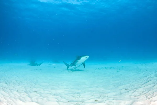 Tubarão touro nas Bahamas — Fotografia de Stock