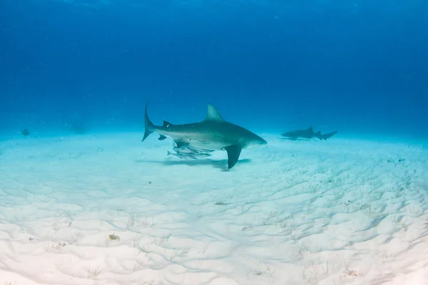 Bull shark at the Bahamas — Stock Photo, Image