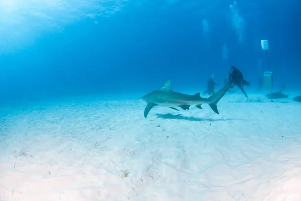 Tubarão touro nas Bahamas — Fotografia de Stock