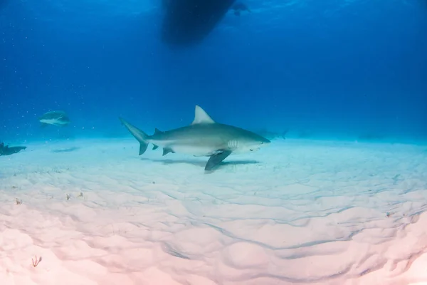 Bull shark op de Bahama 's — Stockfoto