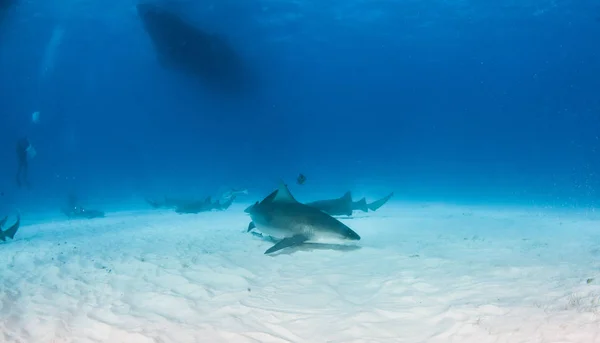 Акула - бик на Багамах. — стокове фото