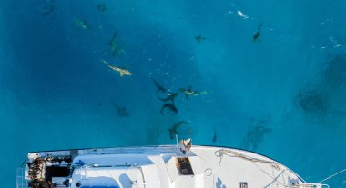 Bahamalar 'daki köpekbalıklarının insansız hava aracı görüntüsü